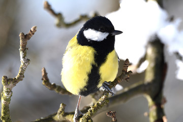 herd of birds titmouse etas from the fodder rack in the winter
