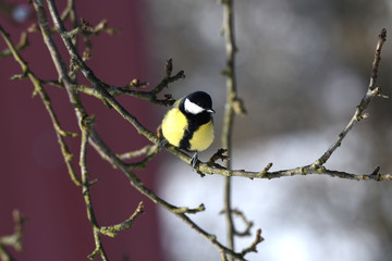herd of birds titmouse etas from the fodder rack in the winter