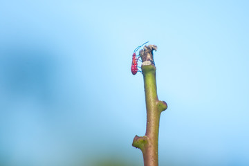 Red insect on dead tree