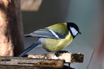 herd of birds titmouse etas from the fodder rack in the winter