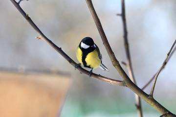 herd of birds titmouse etas from the fodder rack in the winter