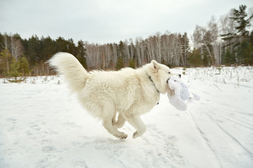 dog in snow in the winter outdoors
