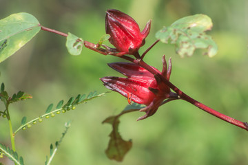 Roselle (Hibiscus sabdariffa)
