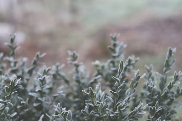 White hoarfrost on green leaves of boxwood