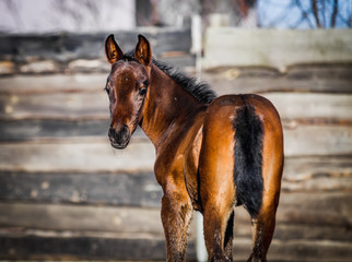Newborn foal posing for portrait