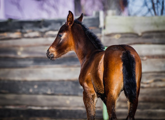 Newborn foal posing for portrait