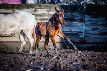 Newborn colt frolics on the street in winter