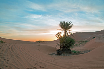 Palmtree in the middle of the Sahara desert in Morocco at sunrise