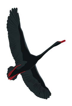A flying black swan.