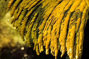 Yellow Schwefel - brimstone