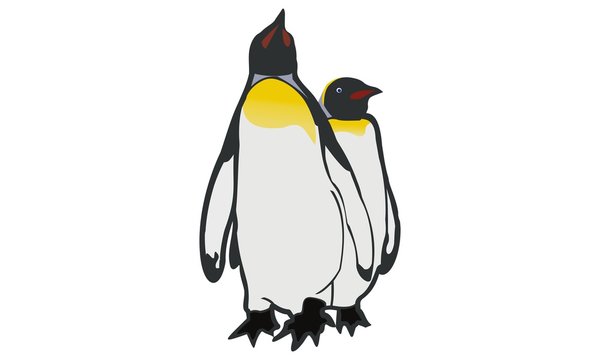 vector image penguins
