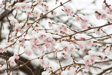 Winter Märchen Kirschblüten im Dezember 