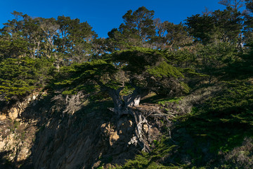 Point Lobos State Natural Reserve, Big Sur, Carmel Highlands, Monterey County, California, USA