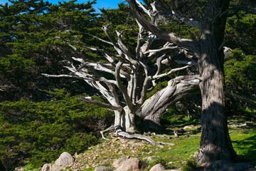 Point Lobos State Natural Reserve, Big Sur, Carmel Highlands, Monterey County, California, USA