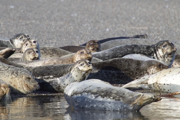Goat Rock Beach -  northwestern Sonoma County, California, Seals  are on the mouth of the Russian River, and the southern end of this crescent shaped expanse is the massive Goat. 