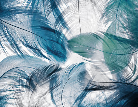  background of the many beautiful natural bird feathers of various shape blue color © nataba