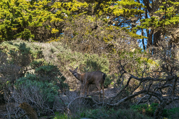 Point Lobos State Natural Reserve, Big Sur, Carmel Highlands, Monterey County, California, USA