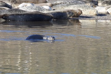 Fototapeta premium Goat Rock Beach - northwestern Sonoma County, California, Seals are on the mouth of the Russian River, and the southern end of this crescent shaped expanse is the massive Goat. 
