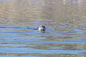 Goat Rock Beach -  northwestern Sonoma County, California, Seals  are on the mouth of the Russian River, and the southern end of this crescent shaped expanse is the massive Goat. 