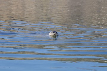 Goat Rock Beach -  northwestern Sonoma County, California, Seals  are on the mouth of the Russian River, and the southern end of this crescent shaped expanse is the massive Goat. 