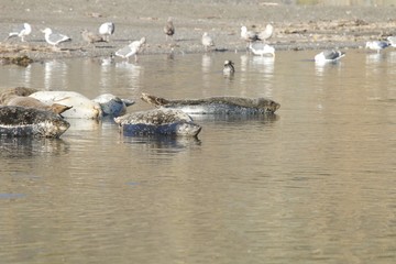 Goat Rock Beach -  northwestern Sonoma County, California, Seals  are on the mouth of the Russian River, and the southern end of this crescent shaped expanse is the massive Goat. 
