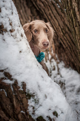 Longhaired Weimaraner