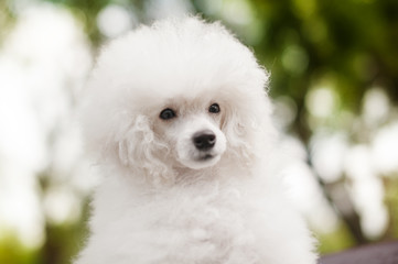 White poodle