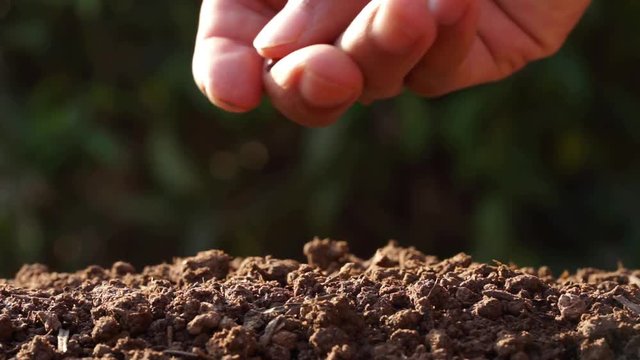 Male hand holding hand plantation nut seed