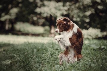 Border collie doing a trick