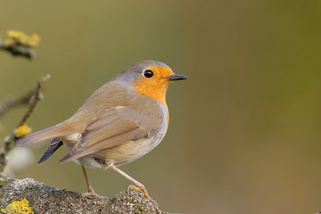 Rotkehlchen