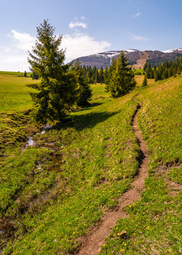 path through grassy slope in to the forest. beautiful springtime landscape with snowy mountain tops in the distance