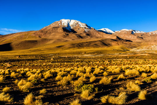 Altiplano chilien
