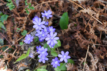 Frühlingsbilder. Das Erwachen der Natur