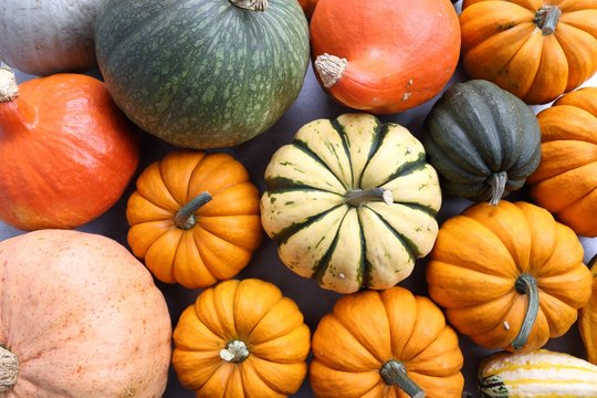 Pumpkins and squash.