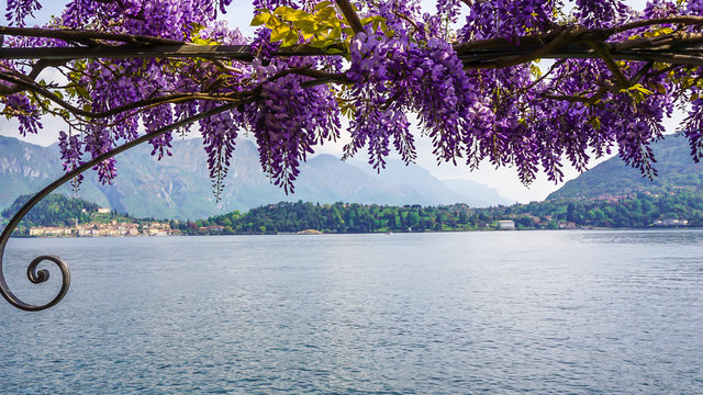 Wisteria Italy Images  Browse 1,998 Stock Photos, Vectors, and Video |  Adobe Stock