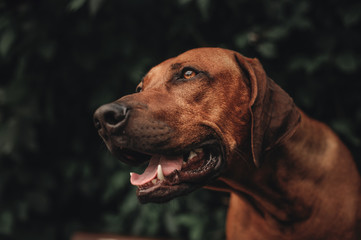 Rhodesian Ridgeback