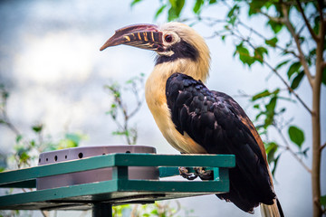 Toucan, Big beak bird