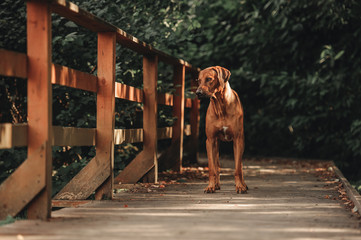 Rhodesian Ridgeback