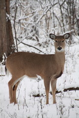 Deer