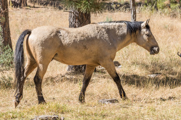 Wild Horse in Arizona