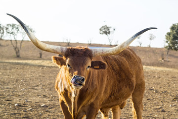 ox barrosa race of Portugal  in  cattle farm 