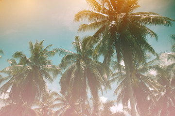 Tropical background with coconut trees in sun light. For Holiday travel . Toned pastel effect.