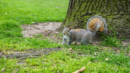 Squirrel in Hyde Park, London