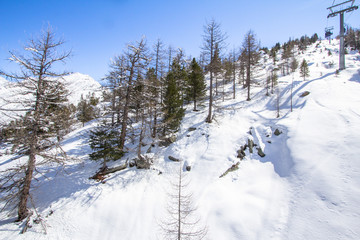 Pine Trees in Winter Mountains of the Switzerland