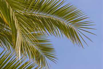 Fototapeta na wymiar Palme - Pflanze und Sinnbild für tropische Gebiete