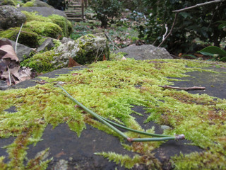 Green moss in nature . Detail of moss covered stone