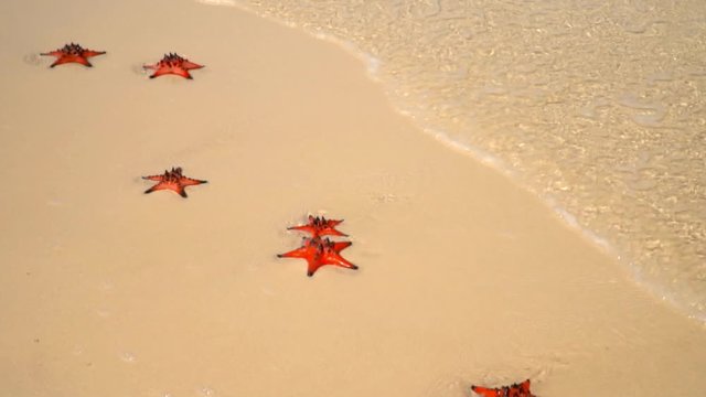 Closeup if a Red starfish lying on the beach.starfish lying on a tropical beach,waves splash on starfish. Blue water on the beach of the island. Beautiful sunny day. phu quoc island beach. Slow
