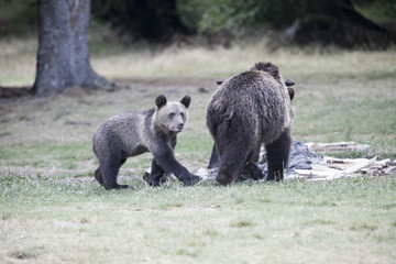 Fototapeta premium Mother bear and bear whelp outcoming from the forest in Romania