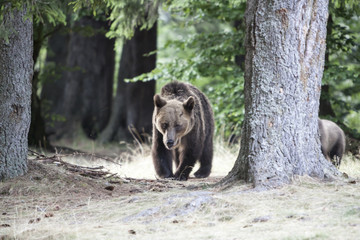 Mother bear outcoming from the forest in Romania