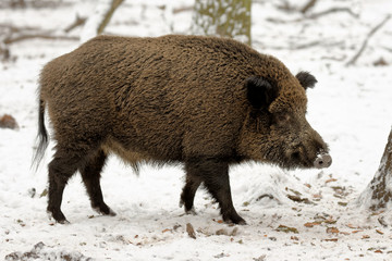  Wildschwein